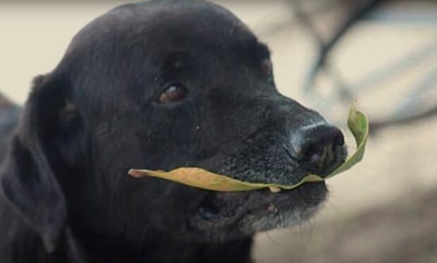 Negro hat sich als intelligenter Hund erwiesen. Quelle: Screenshot YouTube