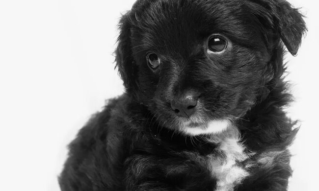 Ein kleiner Welpe aus dem Tierheim lernte zu lächeln und dies half ihm, ein neues Zuhause zu finden