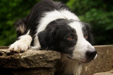Als ihr Welpe im Stich geriet, führte die Hundemutter das Rettungsteam zu ihm