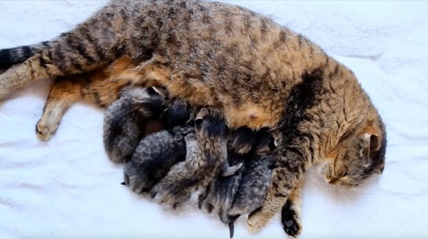 Katzenmama füttert ihre Babys. Quelle: Screenshot Youtube