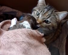 Katze und Welpe. Quelle: YouTube Screenshot