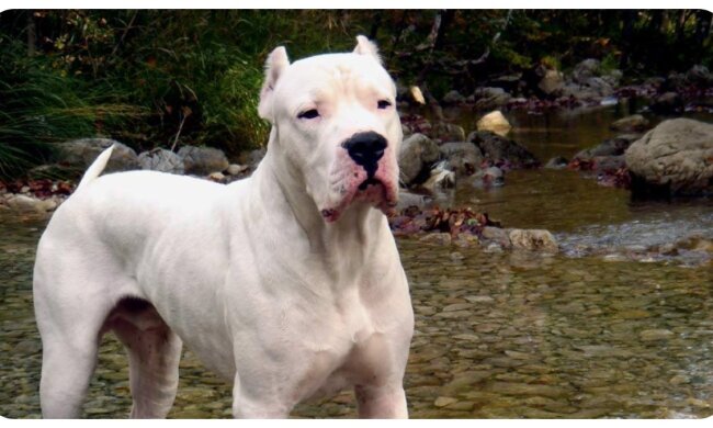 Dogo Argentino. Quelle: animalchannel.com
