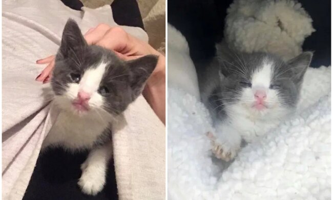 Kätzchen Ethel. Quelle: Screenshot Youtube