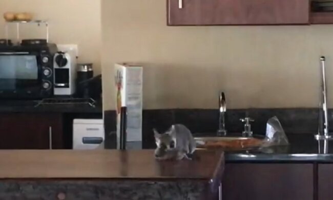 Der Mann war zu Hause, als er etwas auf das Sofa fallen hörte: Und dann entdeckte er ein kleines Tier