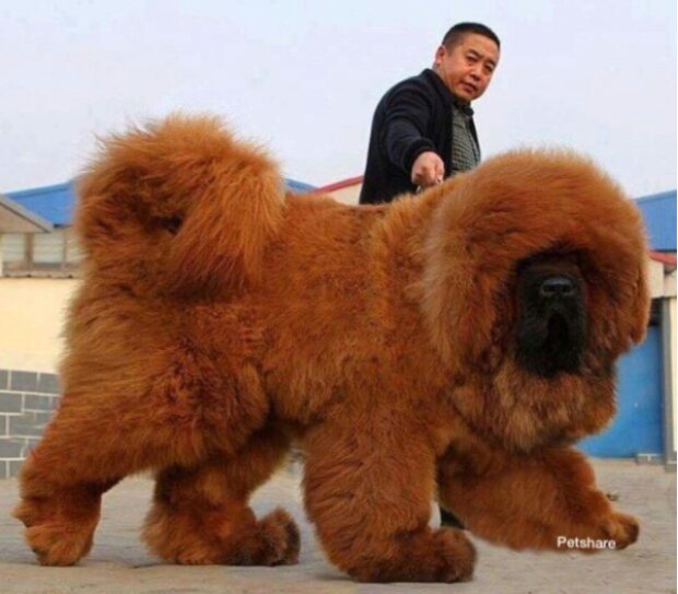 Experten nannten die größten und unglaublichsten Hunderassen: solche sind nicht jeden Tag zu sehen, auch nicht im Zoo