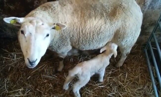 Schafmama mit ihrem Baby. Quelle: Youtube Screenshot