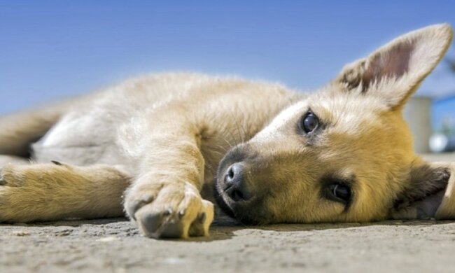 Holland ist das erste Land der Welt ohne einen einzigen streunenden Hund geworden