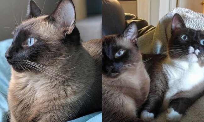 Süße Katzen. Quelle: Screenshot