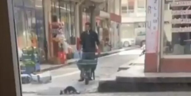 In der Türkei hat eine Katze den Verkehr blockiert: Sie trank etwas Wasser und alle warteten