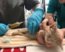 Liebe und Fürsorge machen Wunder: Ein gelähmtes Kätzchen konnte zum ersten Mal seine Pfoten bewegen