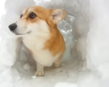 Hund im Schnee. Quelle: YouTube Screenshot