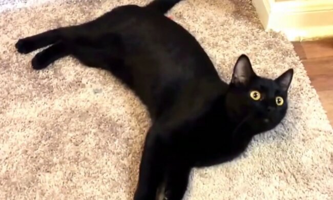Willow. Quelle: YouTube Screenshot