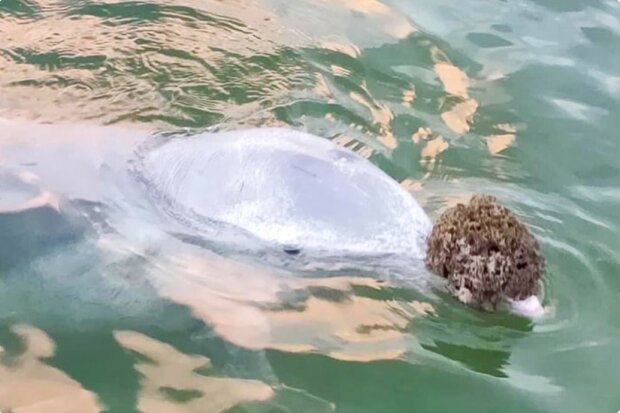 Delphin bringt Menschen Geschenke vom Ozeanboden und tauscht sie gegen Nahrung aus (Video)