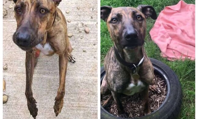 Hündin. Quelle: Screenshot