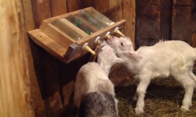 Ziegen trinken Milch. Quelle: Youtube Screenshot