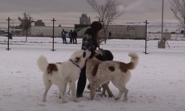 Riesige Freunde des Menschen. Quelle: Screenshot YouTube