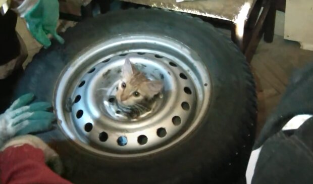 "Wunderbare Rettung": Ein Mechaniker reparierte ein altes Auto und fand ein kleines Kätzchen
