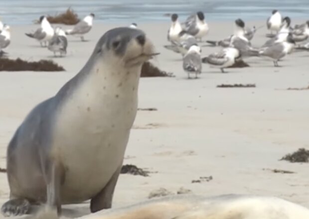 Seelöwe. Quelle: Screenshot YouTube