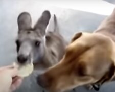 Känguru und Hund. Quelle: Screenshot YouTube