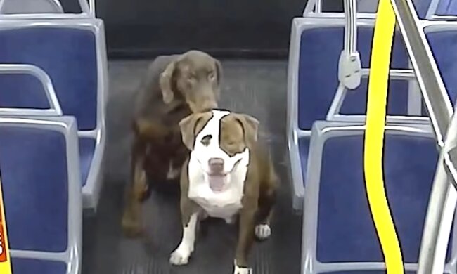 Die nette Geschichte der Rückkehr zur Familie. Quelle: Screenshot YouTube