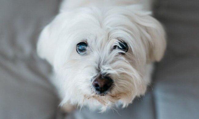 Hund, der einen sehr langen Spaziergang gemacht hat, wurde endlich mit seiner Besitzerin wiedervereint