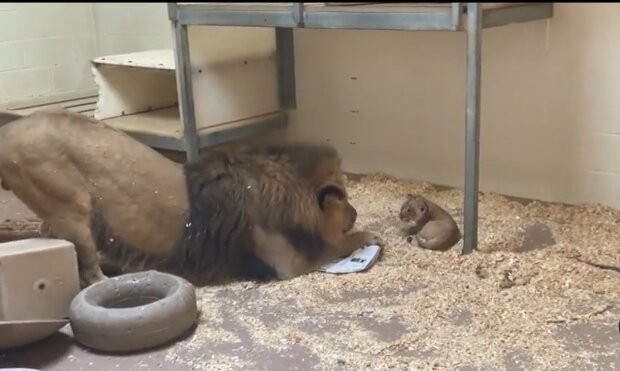 Löwe mit dem Baby. Quelle: Youtube Screenshot