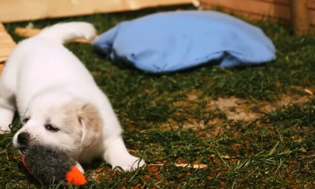 Das Hündchen. Quelle: Screenshot YouTube