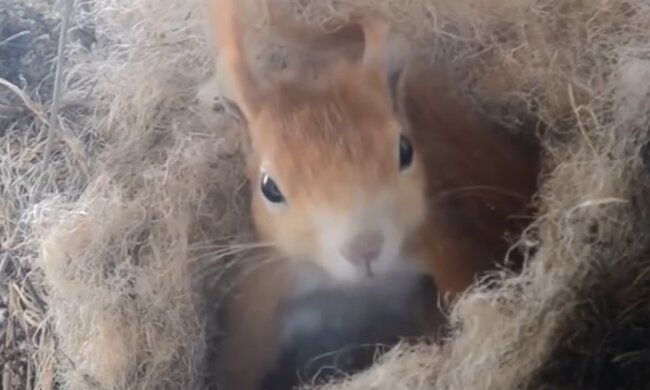 Eichhörnchen-Steve. Quelle: YouTube Screenshot