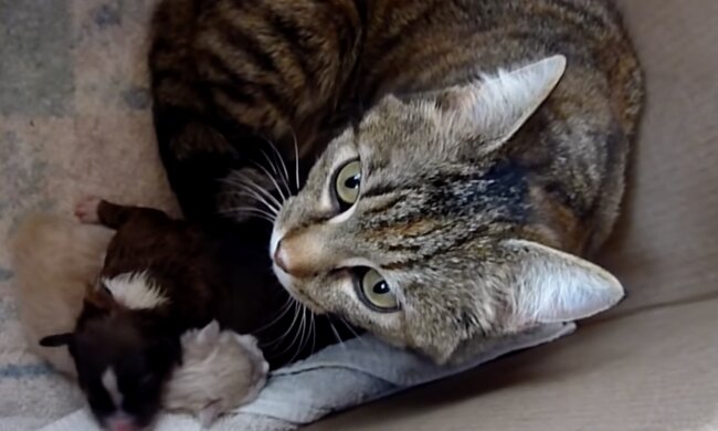 Katze-Mutter. Quelle: Screenshot YouTube