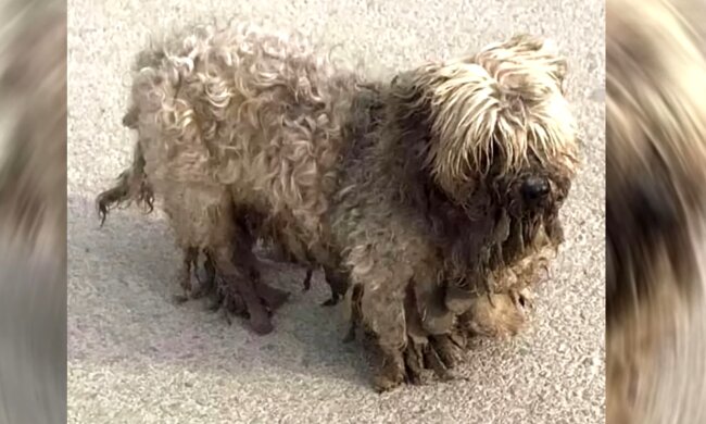 Hund mit verfilztem Haar. Quelle: Screenshot Youtube