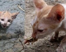 Nicht vorbei gekommen: Menschen retteten eine Katze, die in einem Sumpf steckte