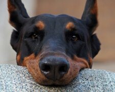 Im Wald fanden die Menschen einen mageren Dobermann, der ins Auto sprang und nicht mehr gehen wollte