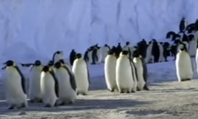 Ein Traumjob. Quelle: Screenshot YOuTube