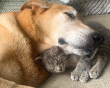 Raylan und Kätzchen. Quelle: Instagram