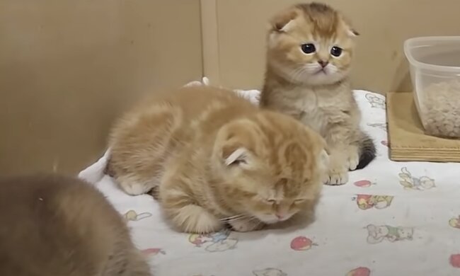 Kätzchen. Quelle: Screenshot YouTube