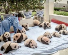 Kindergarten für Pandas: einer der süßesten Orte der Welt