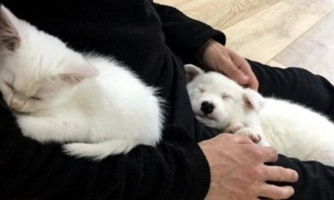 Ein ungewöhnliches Paar: Wie aus Katze und Hund Freunde geworden sind