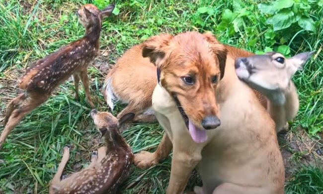 Berührende Freundschaft in der Tierwelt. Quelle: Screenshot YouTube