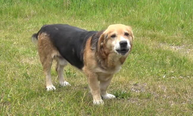 Hund (Symbolbild). Quelle: Screenshot