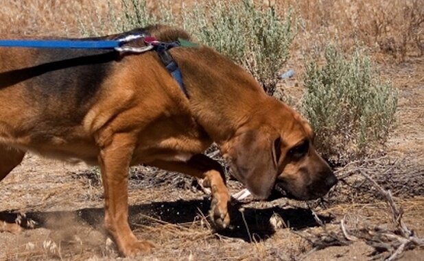 Bei der Polizei, an der Leine, Rettungshunde: die arbeitende mit Menschen Hunde