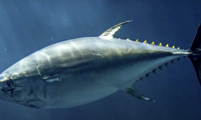 Thunfisch. Quelle: Screenshot YouTube