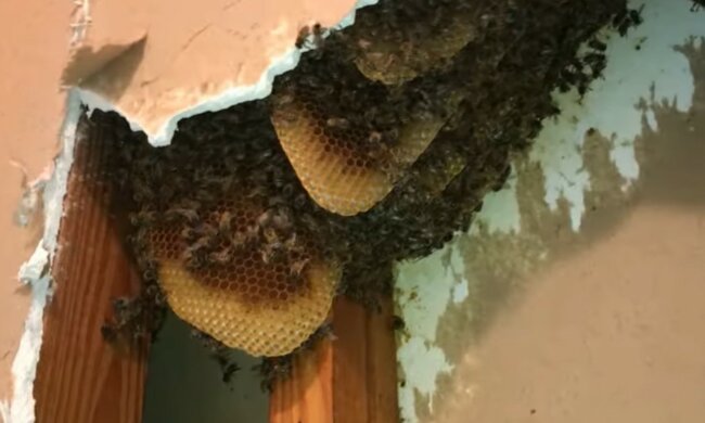 Gemütliches Versteck für Insekten. Quelle: Screenshot YouTube