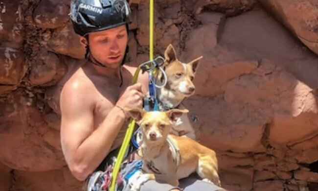 Der Junge traute seinen Augen nicht: verängstigte Hunde saßen auf einem Felsen und sahen ihn klagend an