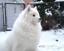 Hund im Schnee. Quelle: YouTube Screenshot