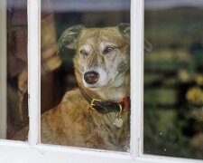 Woher weiß ein Hund, dass der Besitzer bald nach Hause kommt