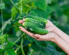 Eine Auswahl von Tricks für Gärtner: “Ein Nachbar im Land sammelt jedes Jahr eine beneidenswerte Ernte”