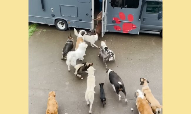 Hunde. Quelle: Screenshot