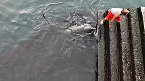 Der Junge fütterte den Fisch auf dem Dock, aber ein riesiger Stachelrochen schwamm zu seinem Köder