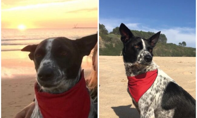 Daisy. Quelle: Screenshot Youtube