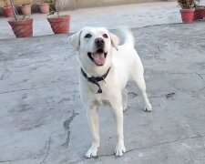 Willow. Quelle: YouTube Screenshot